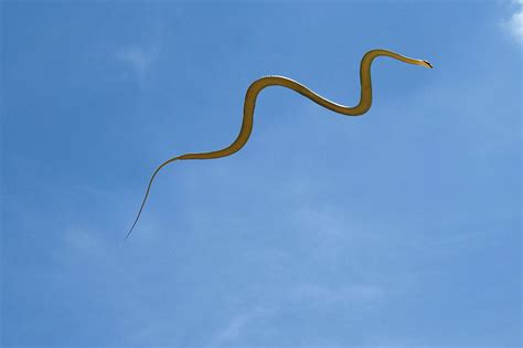 Flying snakes - Venom research still has a long way to go. Gerry climbs up to the veranda of our tribal longhouse with a snake bag held out in front of him. “Now don’t get too excited, but I’ve ju...